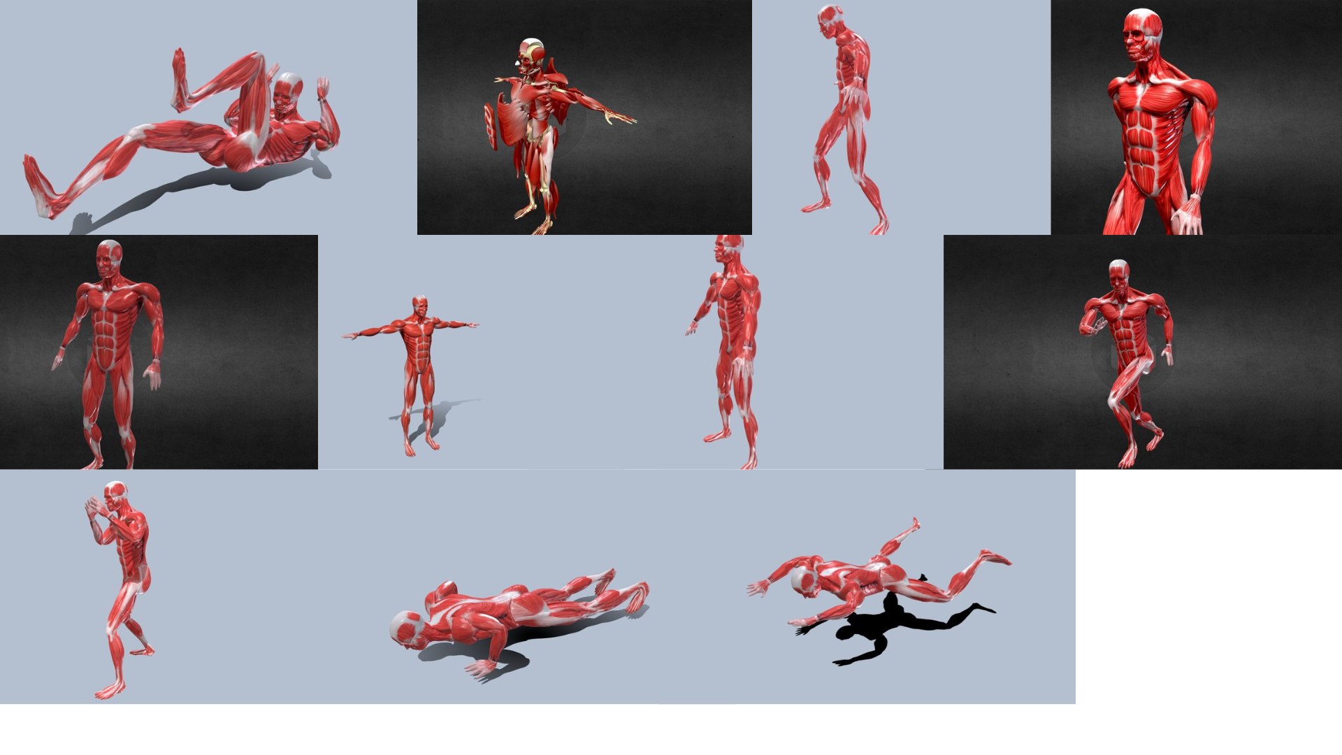 Human Anatomy 3D Rigged Models Complete Pose Animation Set 11 Models 3D ...