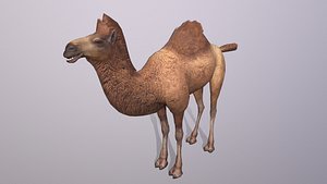 3D camel model