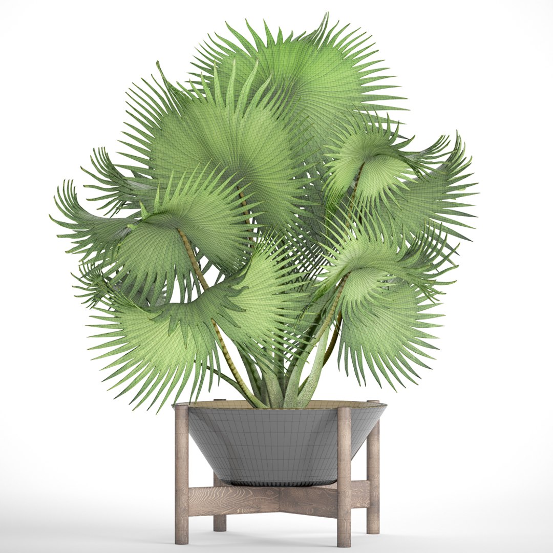 3d Model Palm Tree - Turbosquid 1196356