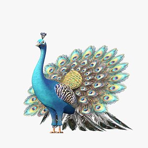 Peafowl Peacock Low-poly