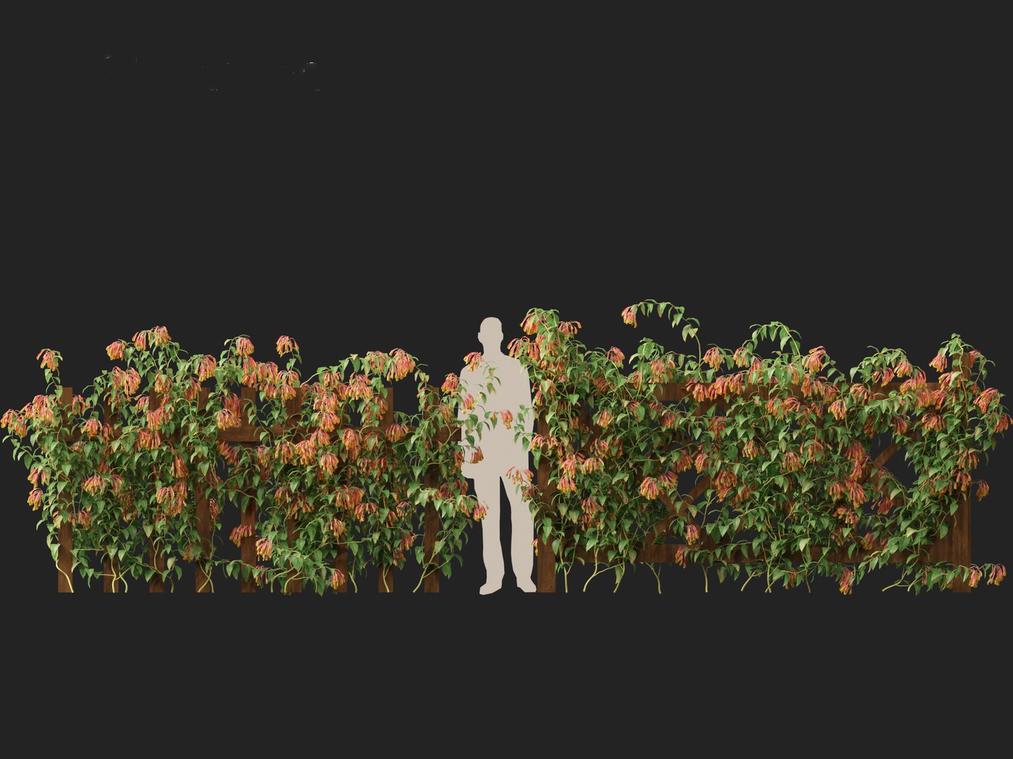 3D Bomarea multiflora - Trailing lily model https://p.turbosquid.com/ts-thumb/3K/IgcJVk/LB/bomareamultiflora016/jpg/1706446685/1920x1080/fit_q87/eadd623d76d9c07904aa02adaae65af5fa096371/bomareamultiflora016.jpg