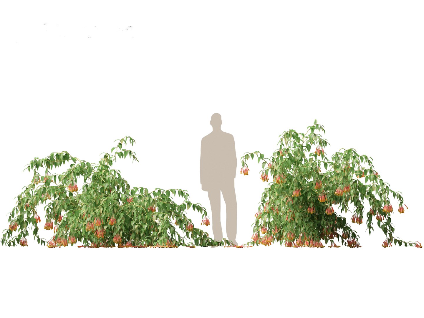 3D Bomarea multiflora - Trailing lily model https://p.turbosquid.com/ts-thumb/3K/IgcJVk/PM/bomareamultiflora019/jpg/1706446688/1920x1080/fit_q87/8d71d9dfe8fc1a2c8d9767bdd49532449bb9f0cb/bomareamultiflora019.jpg
