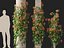 Bomarea multiflora - Trailing lily