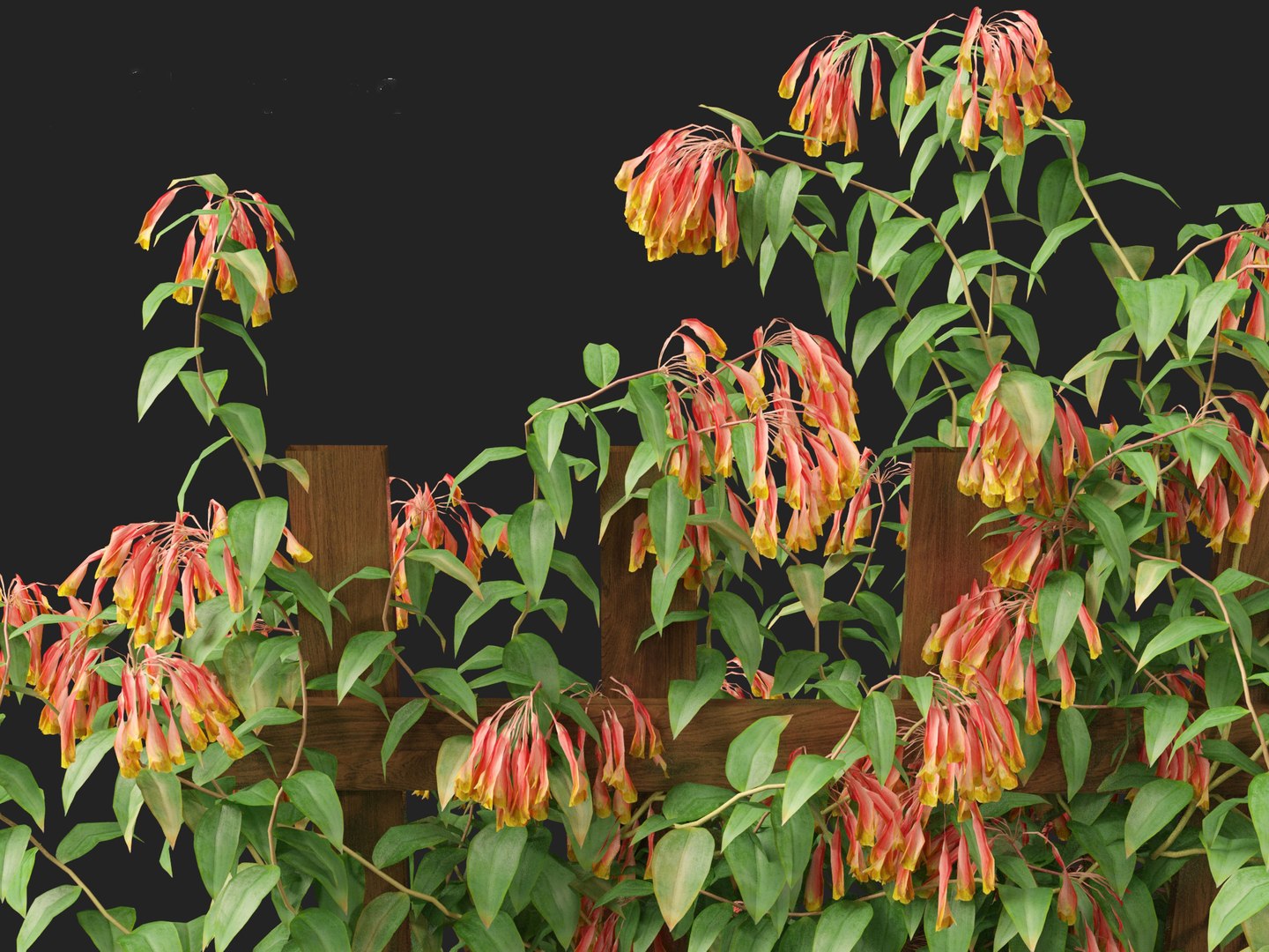 3D Bomarea multiflora - Trailing lily model https://p.turbosquid.com/ts-thumb/3K/IgcJVk/jh/bomareamultiflora0114/jpg/1706446695/1920x1080/fit_q87/e14e169f627d7ecbc03ed4ea3519d3b604851250/bomareamultiflora0114.jpg