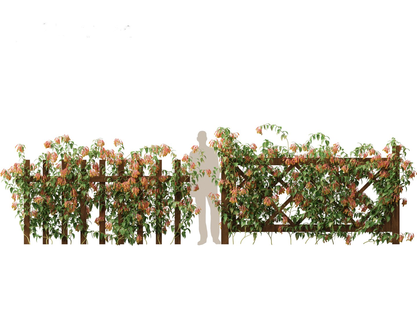 3D Bomarea multiflora - Trailing lily model https://p.turbosquid.com/ts-thumb/3K/IgcJVk/jt/bomareamultiflora015/jpg/1706446683/1920x1080/fit_q87/f466f73588670cad2f78f19ff677032e08127967/bomareamultiflora015.jpg