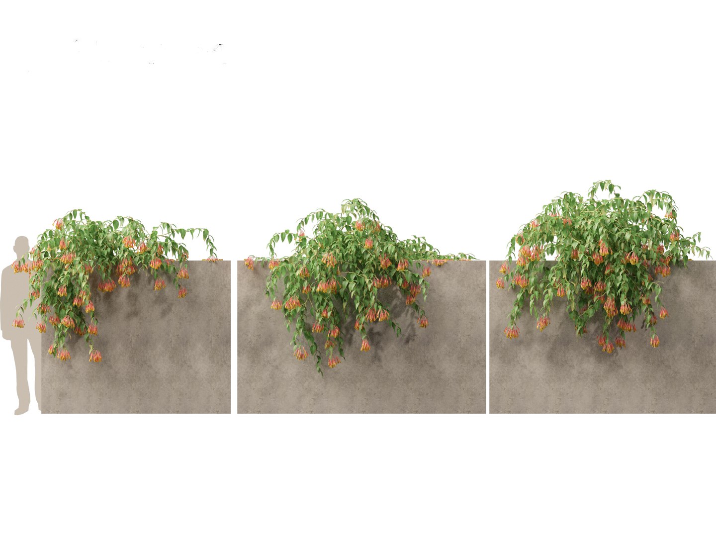 3D Bomarea multiflora - Trailing lily model https://p.turbosquid.com/ts-thumb/3K/IgcJVk/nI/bomareamultiflora017/jpg/1706446685/1920x1080/fit_q87/f217e329ff173645ee87c04790a6e9f6322e816b/bomareamultiflora017.jpg