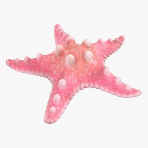 3D realistic pink starfish model