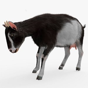 Dairy Goat Walking Animated Fur Rigged For Blender 3D