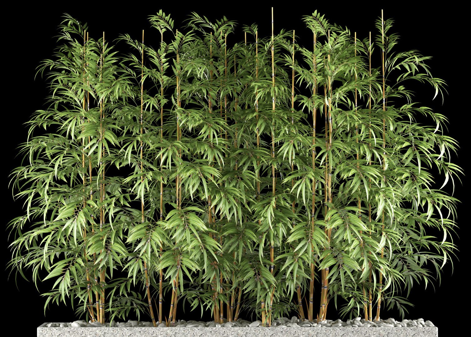 3d model bamboo plant https://p.turbosquid.com/ts-thumb/3K/ed5XFk/aJBKbN0Z/2/jpg/1475002434/1920x1080/fit_q87/df51ed520c9017447a3adb09a910c5307b9d7562/2.jpg