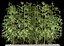 Bamboo plant 6