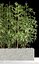 Bamboo plant 6
