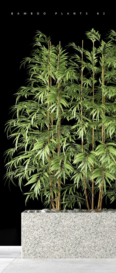 3d model bamboo plant https://p.turbosquid.com/ts-thumb/3K/ed5XFk/jOjT5jU5/3/jpg/1475002434/1920x1080/fit_q87/e52bdceeef0d386930610fed91191bfc916496c3/3.jpg