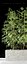 Bamboo plant 6