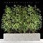 Bamboo plant 6