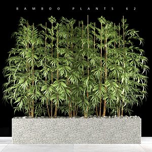 Bamboo plant 6