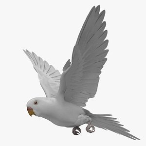 obj melopsittacus undulatus budgerigar white