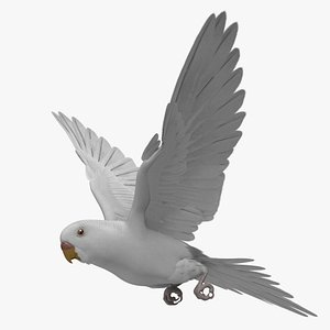 Melopsittacus Undulatus 'Budgerigar White'