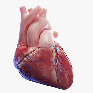 3D Medically accurate Human Heart including coronary vessels