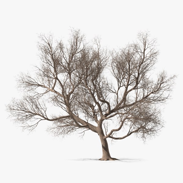 Big Bare Tree 3D model