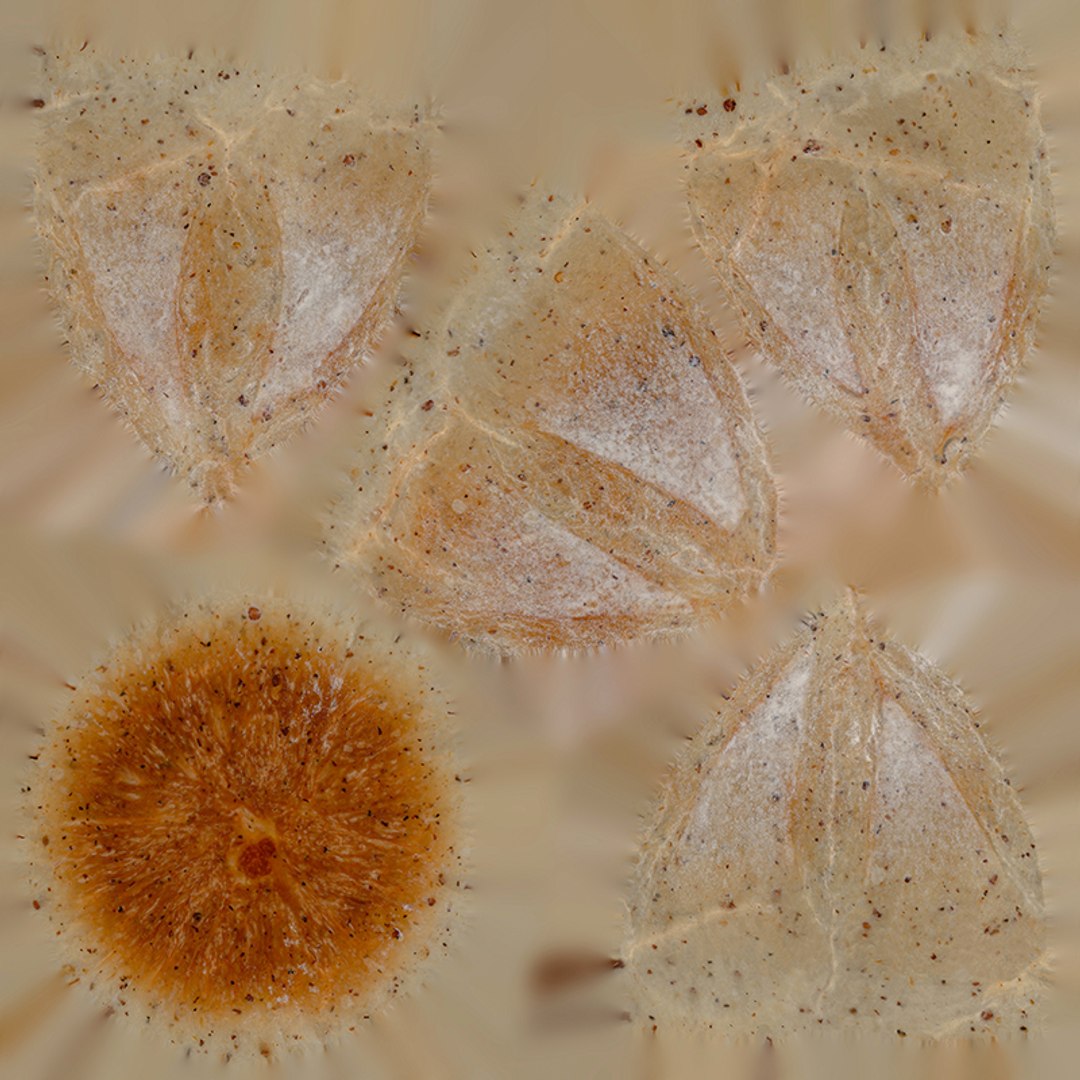 Anydrafts Bread 10 3D model https://p.turbosquid.com/ts-thumb/3K/reGNvO/7I/800x800/jpg/1733824554/1920x1080/fit_q87/edb5ffef9341e29212f015711ab013a70ffe3c6a/800x800.jpg