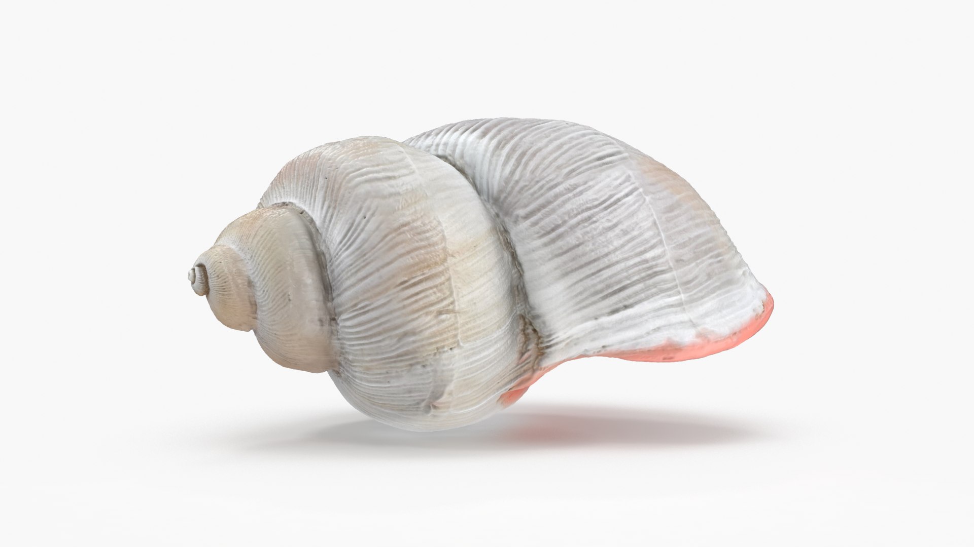 3D model Megalobulimus Oblongus Snail Shell https://p.turbosquid.com/ts-thumb/3K/y1aA95/Hc/mo_cam02/png/1621022276/1920x1080/fit_q87/2b244febf796b923ecfdd2c9af6afff211610b7b/mo_cam02.jpg