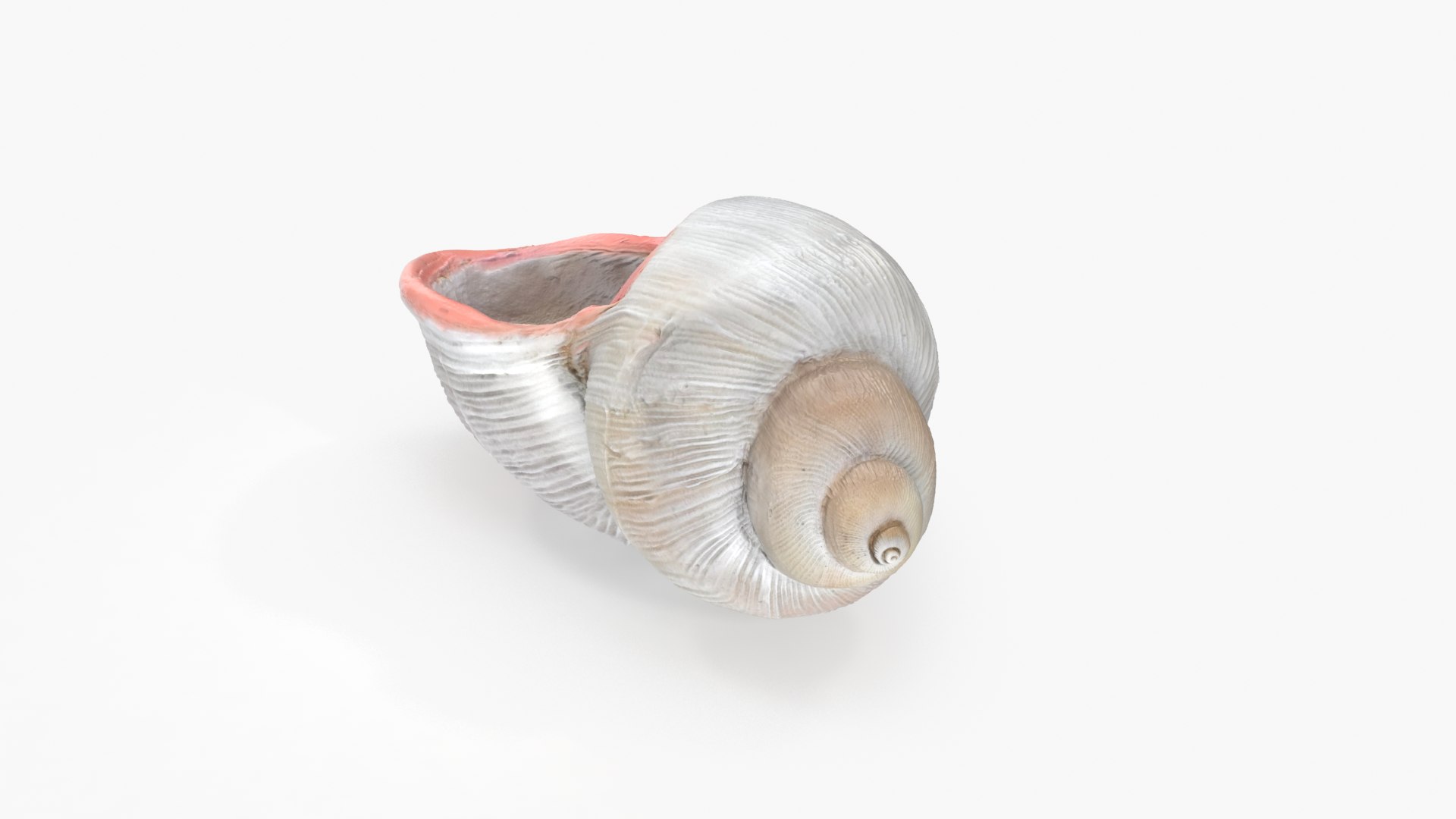 3D model Megalobulimus Oblongus Snail Shell https://p.turbosquid.com/ts-thumb/3K/y1aA95/Uf/mo_camfree/png/1621022258/1920x1080/fit_q87/9dd969f2483f89761ef04998dc2a187e321145d8/mo_camfree.jpg