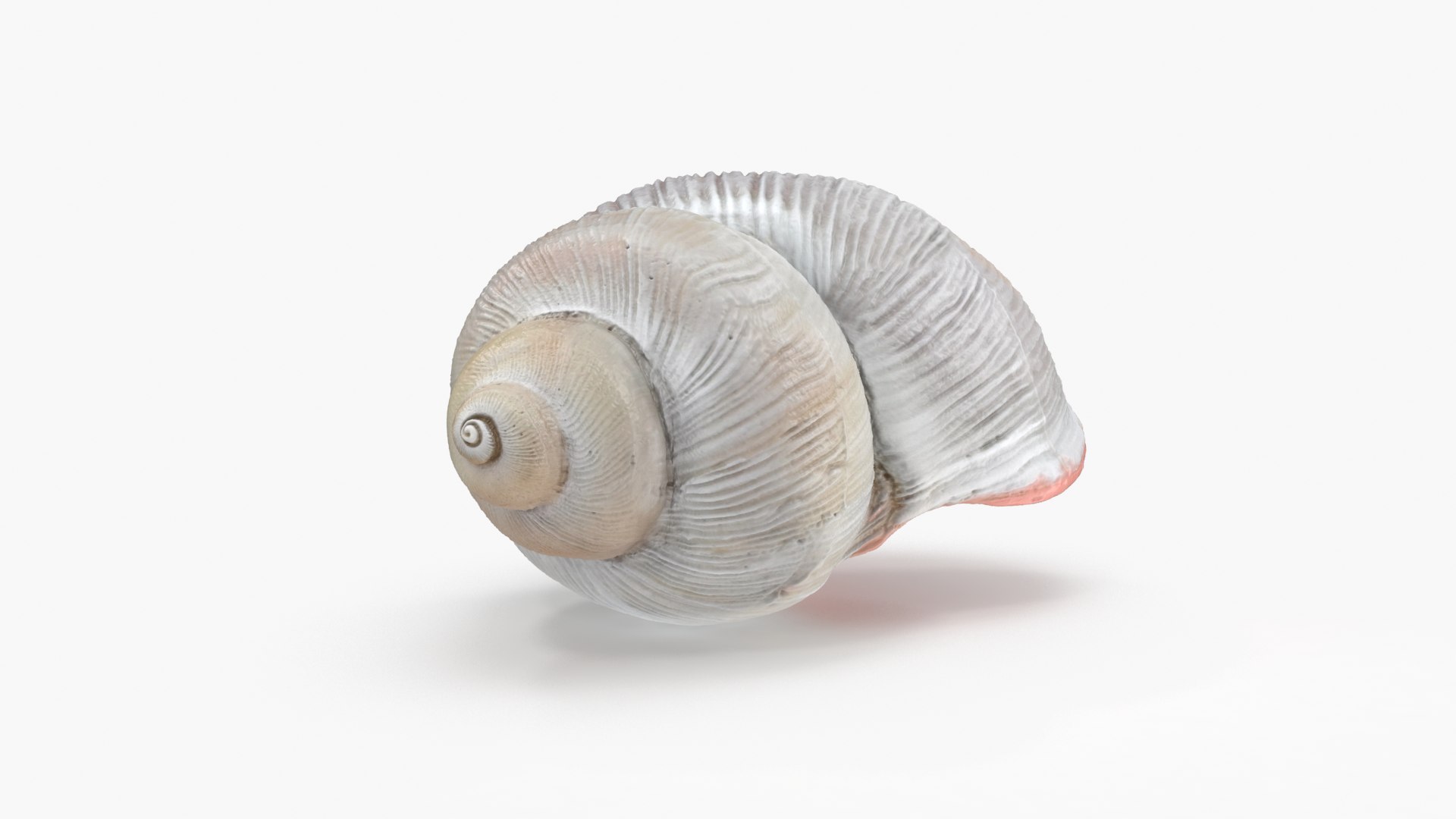 3D model Megalobulimus Oblongus Snail Shell https://p.turbosquid.com/ts-thumb/3K/y1aA95/iY/mo_cam04/png/1621022267/1920x1080/fit_q87/cdf18a759e860e0a925d898f7c0f915dc803cfe6/mo_cam04.jpg