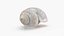 Megalobulimus Oblongus Snail Shell