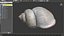 Megalobulimus Oblongus Snail Shell