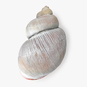 3D model Megalobulimus Oblongus Snail Shell