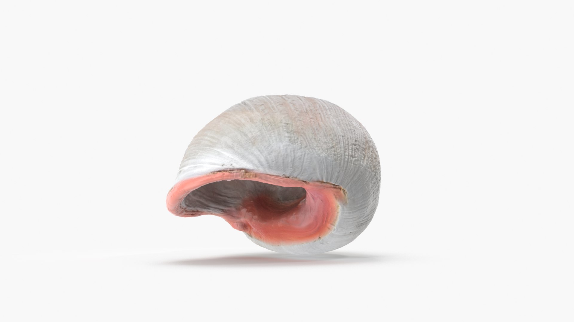 3D model Megalobulimus Oblongus Snail Shell https://p.turbosquid.com/ts-thumb/3K/y1aA95/xK/mo_cam03/png/1621022228/1920x1080/fit_q87/c045f900f44c74b2cd6b8057ab06866a0bc79577/mo_cam03.jpg
