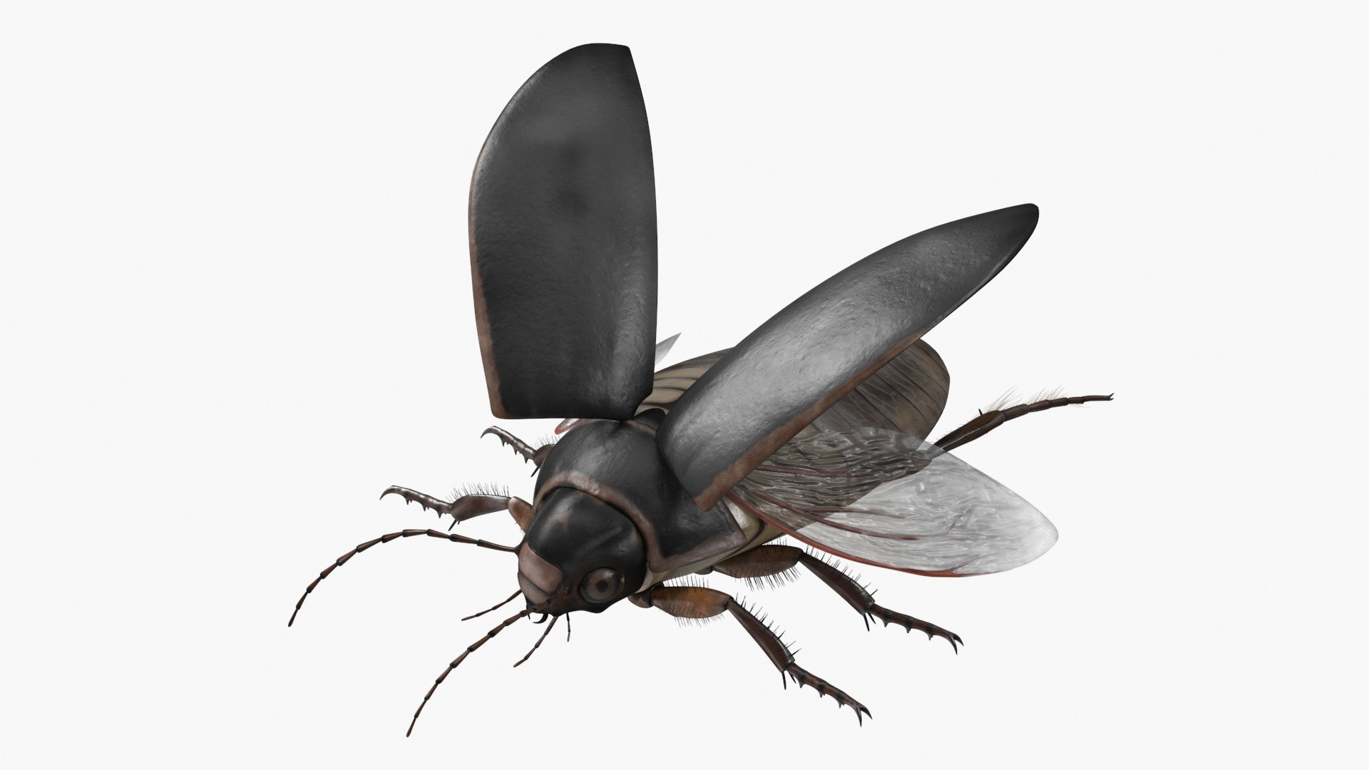 Screech Beetle Black Rigged 3D model preview