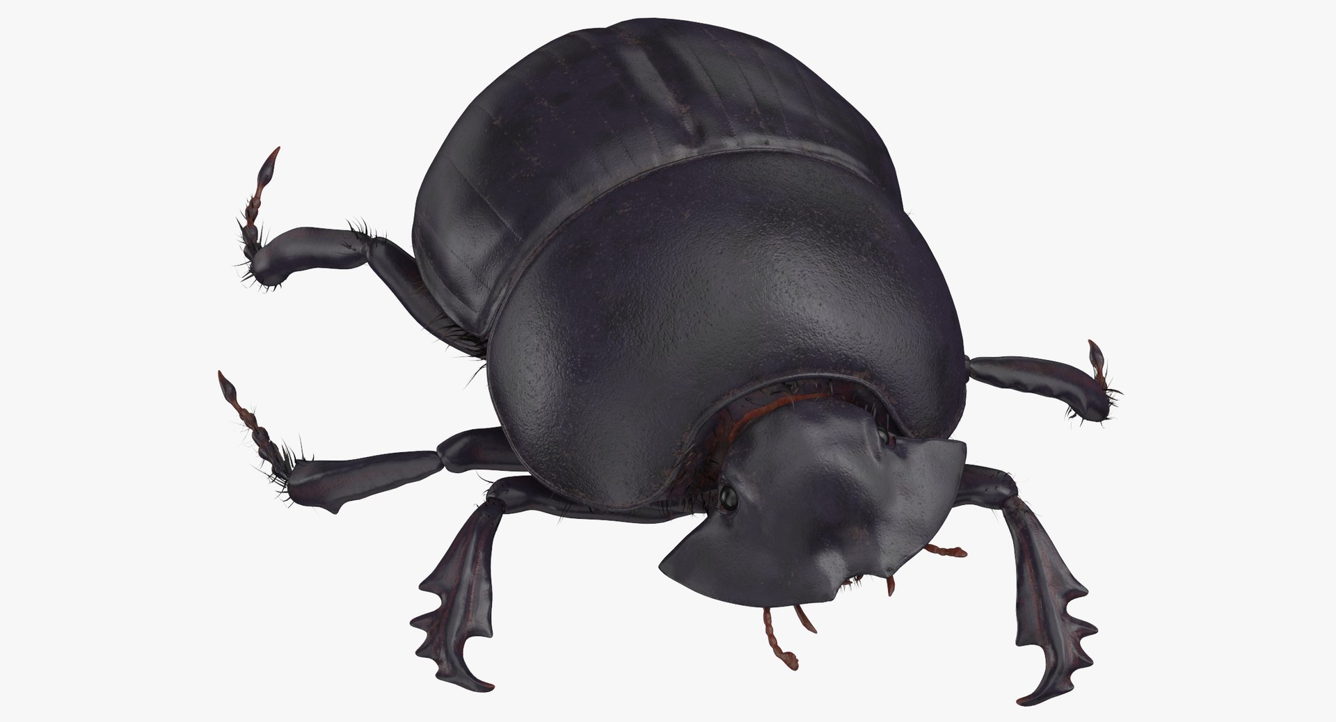 black scarab beetle walking 3D model https://p.turbosquid.com/ts-thumb/3L/1Vo7qG/QxKPFF6v/black_scarab_beetle_walking_02_thumbnail_0000/jpg/1549462760/1920x1080/fit_q87/39a7d33783b98fc68ad946e7557de062dcdfad59/black_scarab_beetle_walking_02_thumbnail_0000.jpg