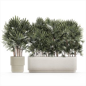 3D Beautiful Plant Palm Fan Rhapis In Pots 1356 model