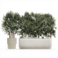 Beautiful Plant Palm Fan Rhapis In Pots 1356