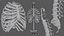 Rigged Spine Plus Rib Cage combined Collection