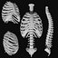 Rigged Spine Plus Rib Cage combined Collection