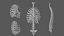 Rigged Spine Plus Rib Cage combined Collection