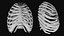 Rigged Spine Plus Rib Cage combined Collection