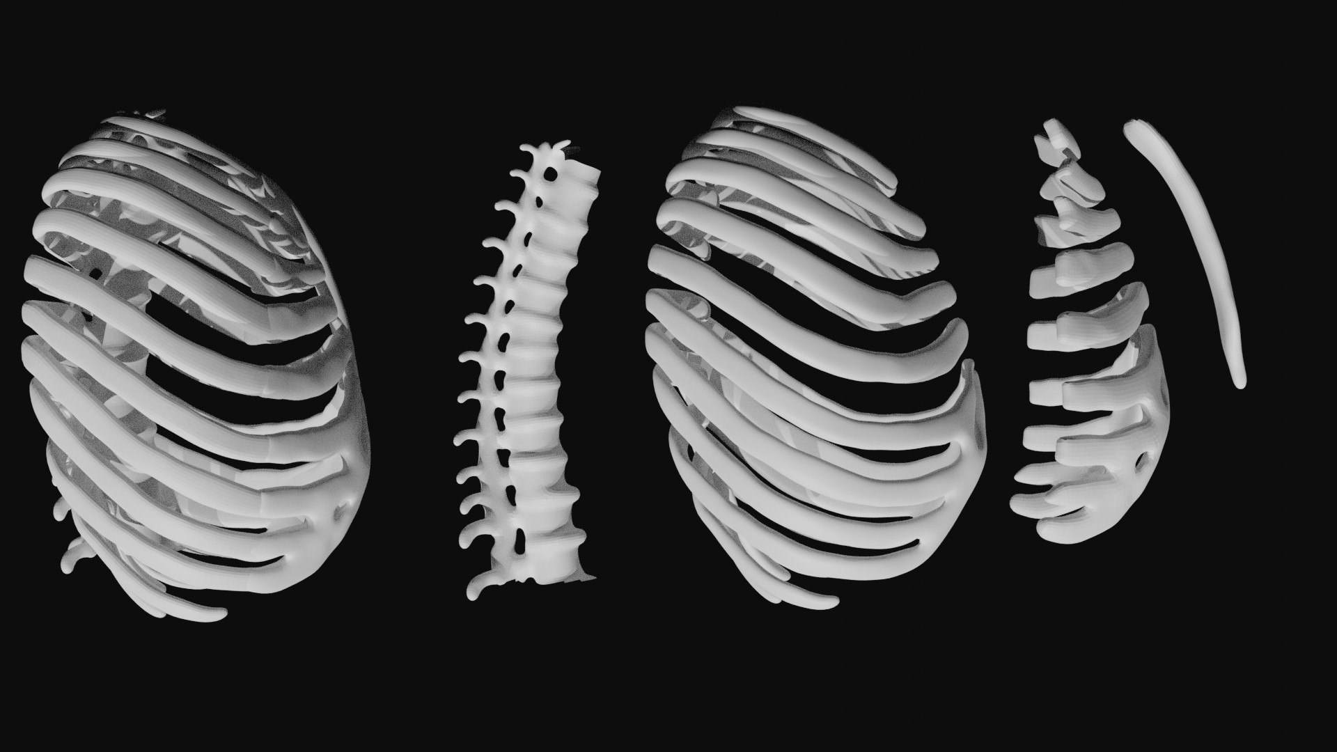 Rigged Spine Plus Rib Cage combined Collection 3D model https://p.turbosquid.com/ts-thumb/3L/EdgKiS/hH/4/jpg/1622936111/1920x1080/fit_q87/8f23c50eaf075519394d170411547260d53fa95c/4.jpg