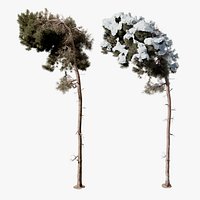 Pine Tree 09 Photorealistic 3D Scanned Tree