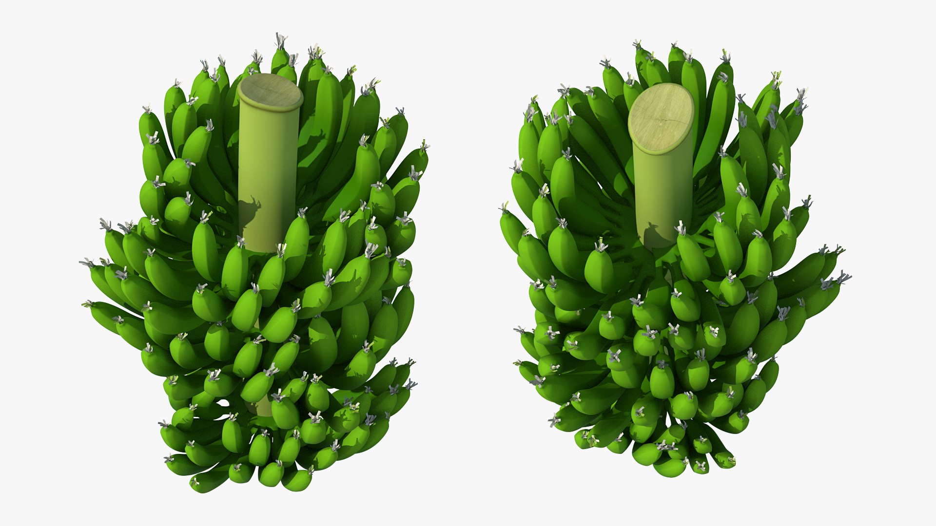 green banana cluster model https://p.turbosquid.com/ts-thumb/3L/N3pJx6/4gCSd9PH/greenbananaclustervray3dmodel006/jpg/1591447555/1920x1080/fit_q87/8fe2c0458e67c26217bfb7fd318dd53a420ee51a/greenbananaclustervray3dmodel006.jpg