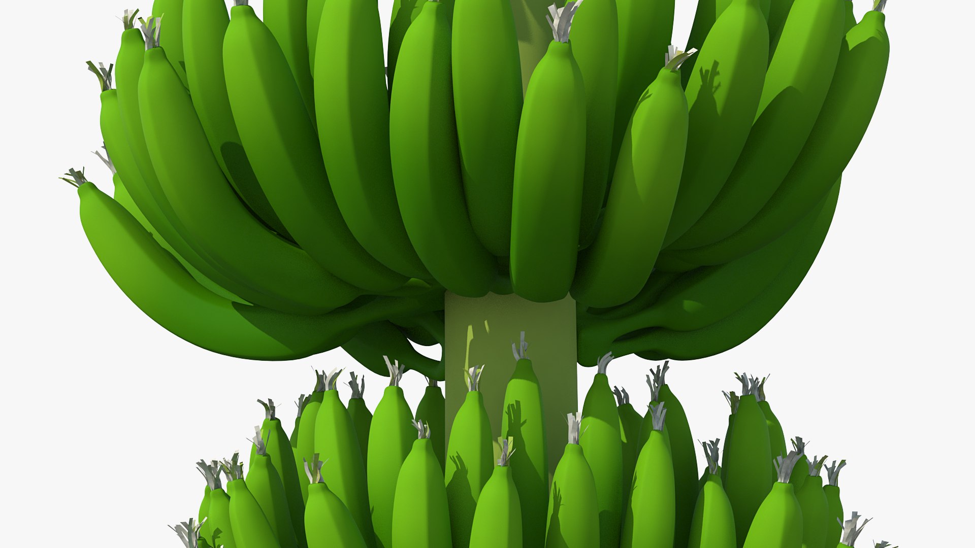 green banana cluster model https://p.turbosquid.com/ts-thumb/3L/N3pJx6/C3ATQd3R/greenbananaclustervray3dmodel005/jpg/1591447546/1920x1080/fit_q87/c24ad11ab2d0141344919089480f889219662260/greenbananaclustervray3dmodel005.jpg