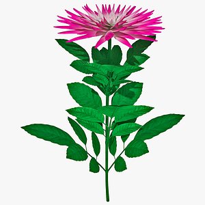 3d model dahlias flowers modelled
