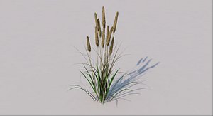 Wheat Grass 3d Model