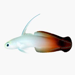 goby nemateleotris magnifica 3d 3ds