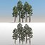 5 sequoia trees 3D model