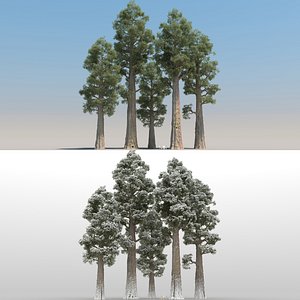 5 Sequoia Trees with snow