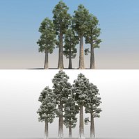 5 Sequoia Trees with snow