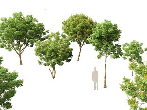 3D Caesalpinia ferrea - Caesalpinia ferrea